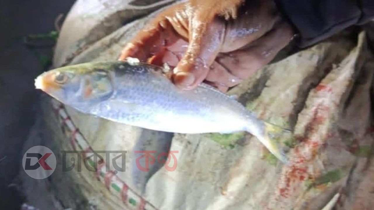যাত্রীবাহী বাসে মিলল ৩৫ মণ জাটকা, এতিমখানায় বিতরণ