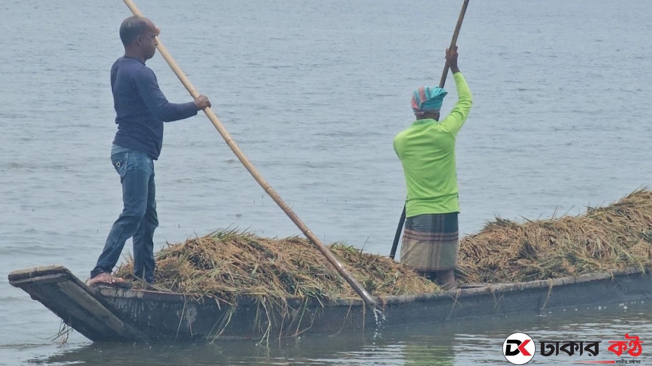 টানা বৃষ্টিতে নষ্ট ধান, সরকারি স্থাপনায় শুকানোর নির্দেশ