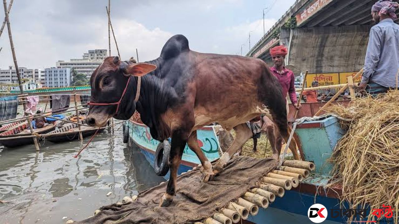 কোরবানীর পশুর চামড়ার দাম বাড়ছে