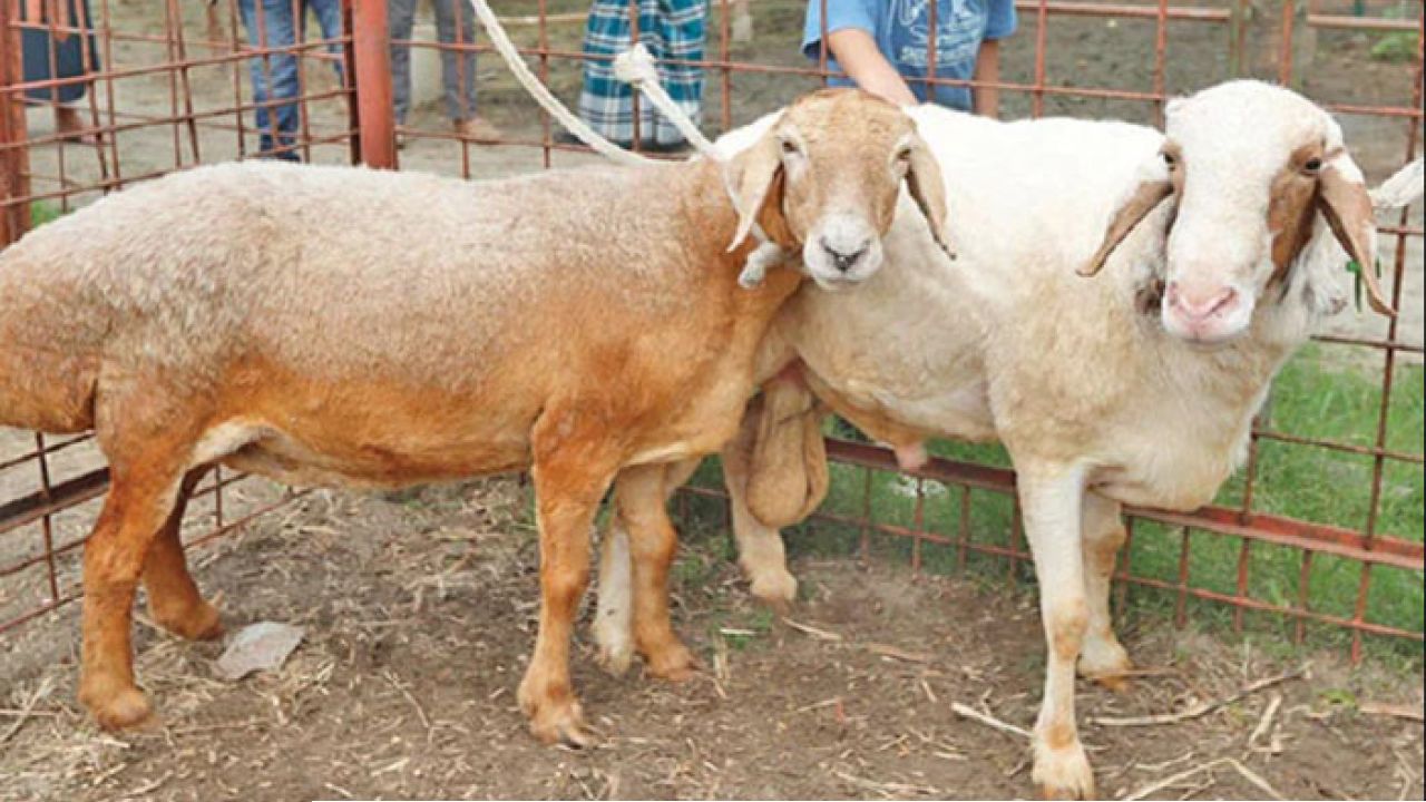 কেরানীগঞ্জে মরুভূমির দুম্বার বিশাল খামার