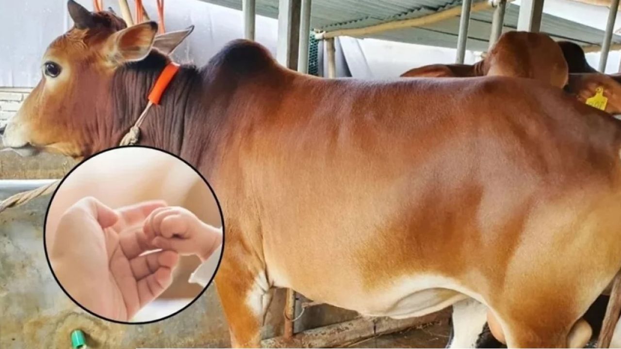 কোরবানির পশু দিয়ে আকিকা, যা বলছে ইসলাম!