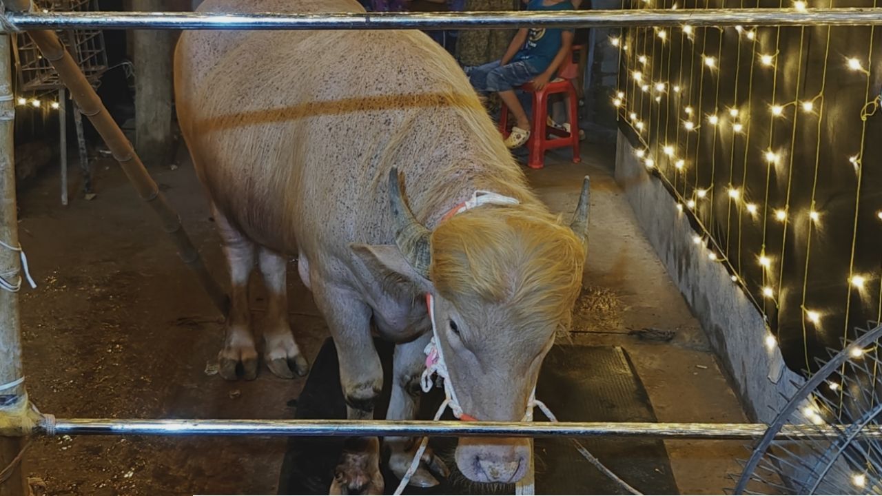 কেরানীগঞ্জ থানায় &lsquo;ডোনাল্ড ট্রাম্প&rsquo; মহিষ!