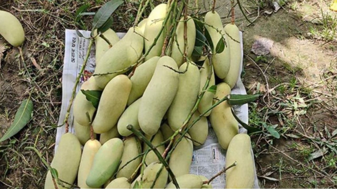 ইতালির পথে চাঁপাইনবাবগঞ্জের আম