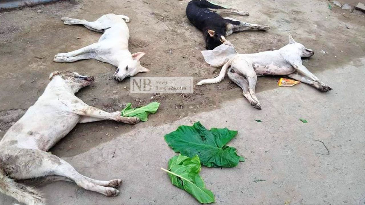 কুকুরকে কুপিয়ে হত্যাচেষ্টার ঘটনায় অভিযুক্ত গ্রেপ্তার, উদ্ধার বার্মিজ চাকু