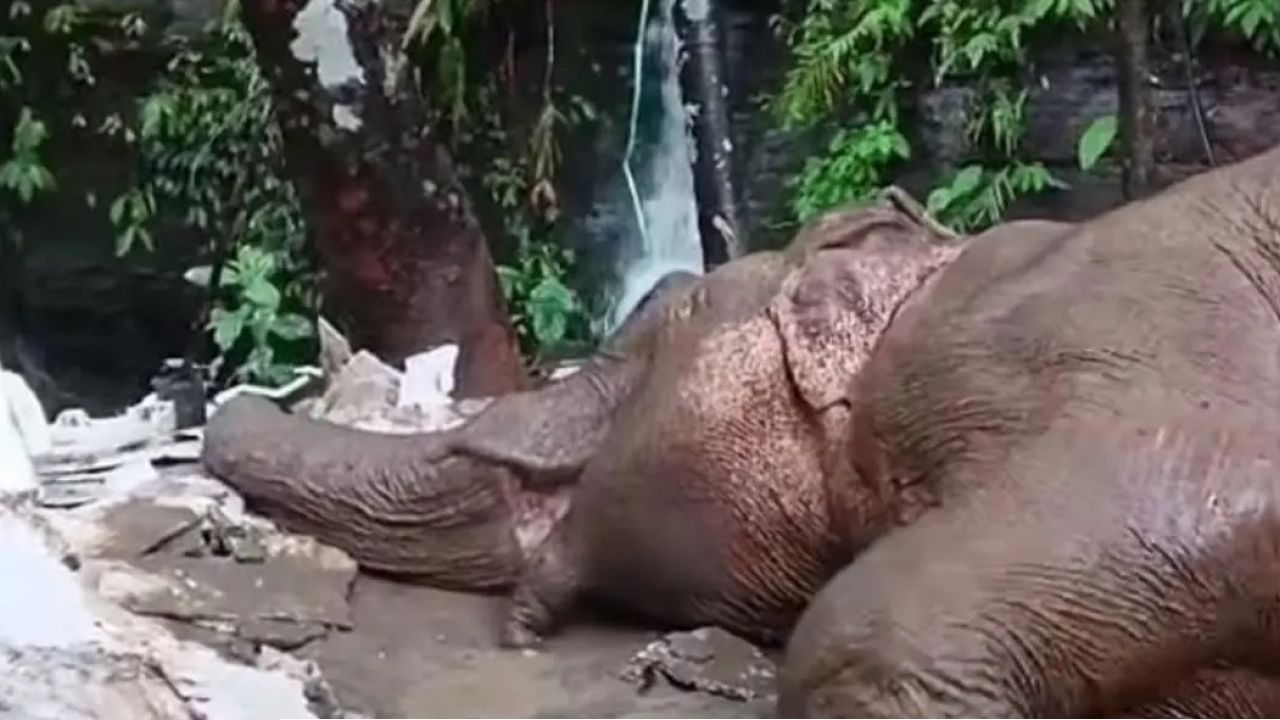 পাহাড় থেকে খাদে পড়ে মারা গেল মা হাতি