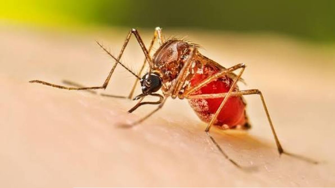 ডেঙ্গুতে আরও এক মৃত্যু, এক দিনে হাসপাতালে ভর্তি ৪৩৯