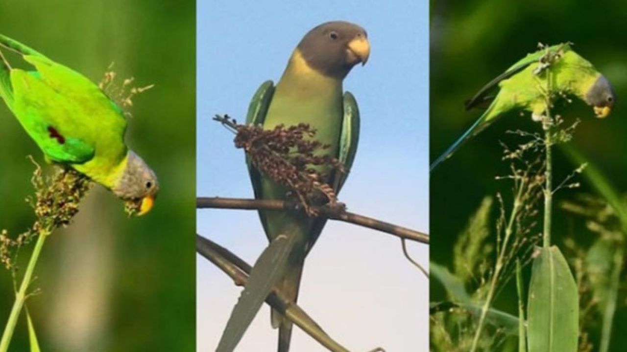 চাঁপাইনবাবগঞ্জে দেখা গেল হারিয়ে যাওয়া হীরামন টিয়ার