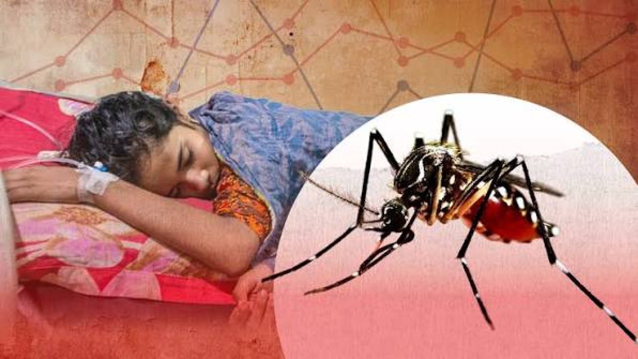ডেঙ্গুতে বাড়ছে মৃত্যুর মিছিল, হাসপাতালে ভর্তি প্রায় ৯৭ হাজার